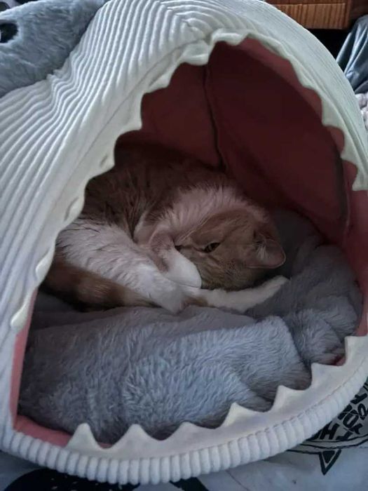 Котешка къша - хралупа с формата на акула, легло за котки, котка, куче