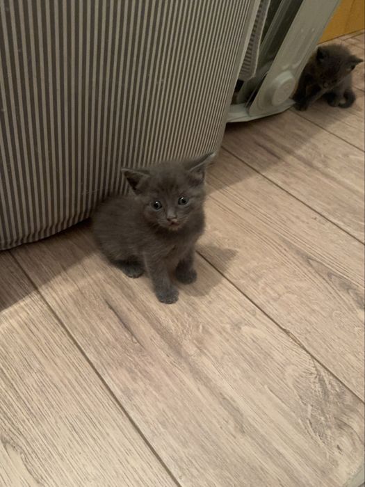 Породные котята Шымкент