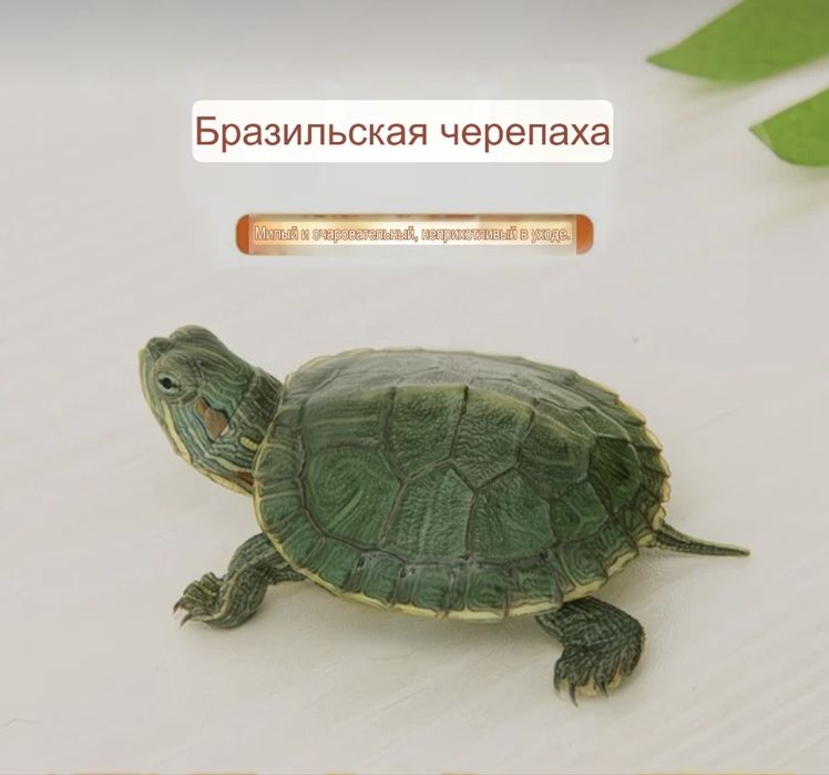 Бразильская красноухая маленькая черепаха