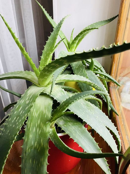 Продам алоэ вера и столетник.