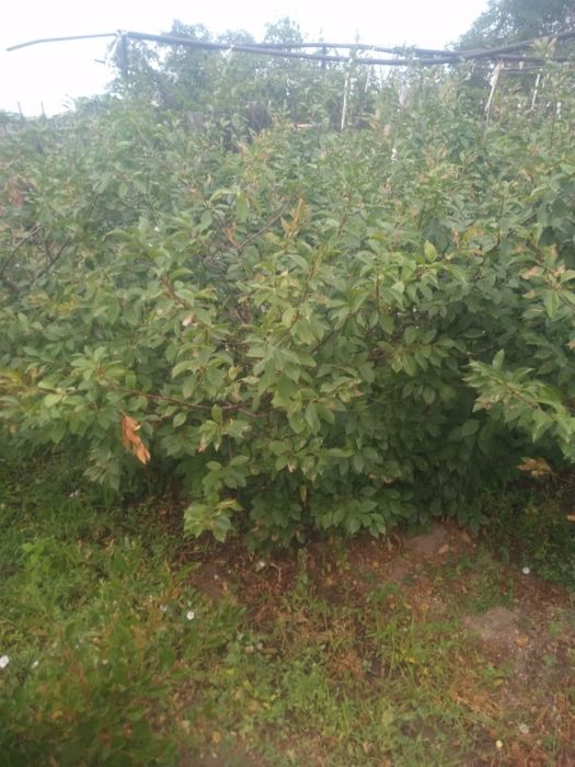 Дача в ТЭЦ 1 в хорошем состоянии