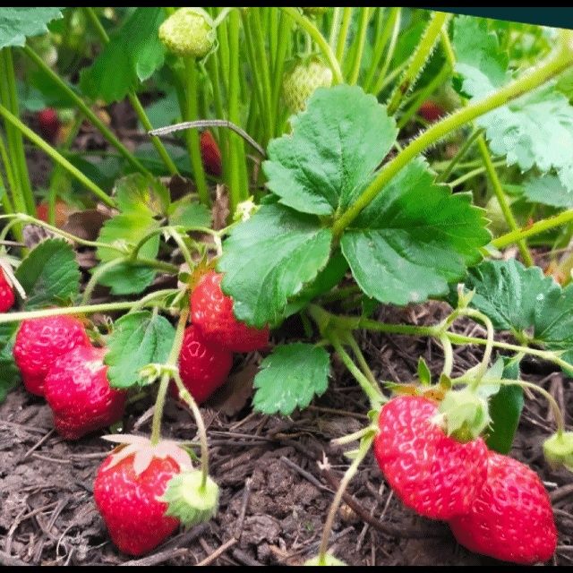 Замороженная клубника