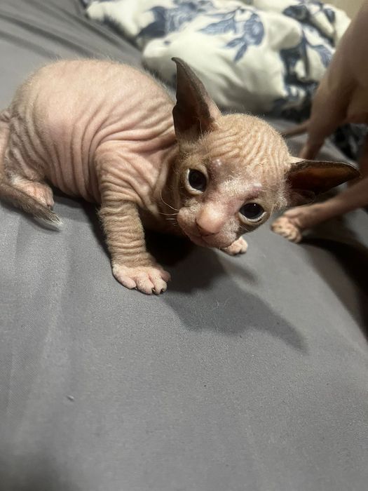 Котенок с документами