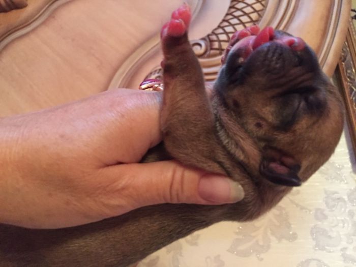 американский булли