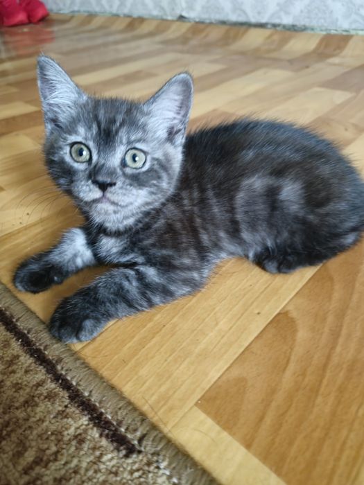 Отдам даром котёнка