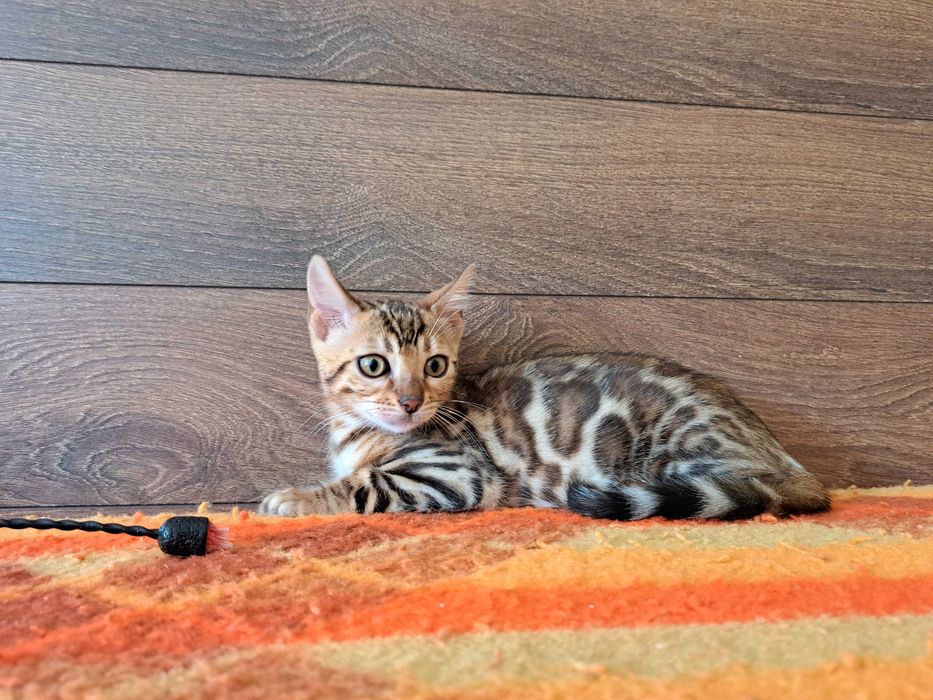 Бенгалски котета