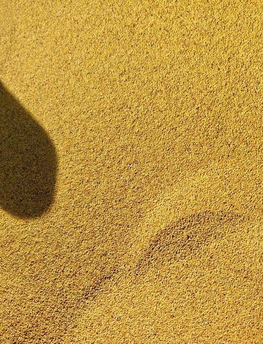 Sămânță  de lucerna