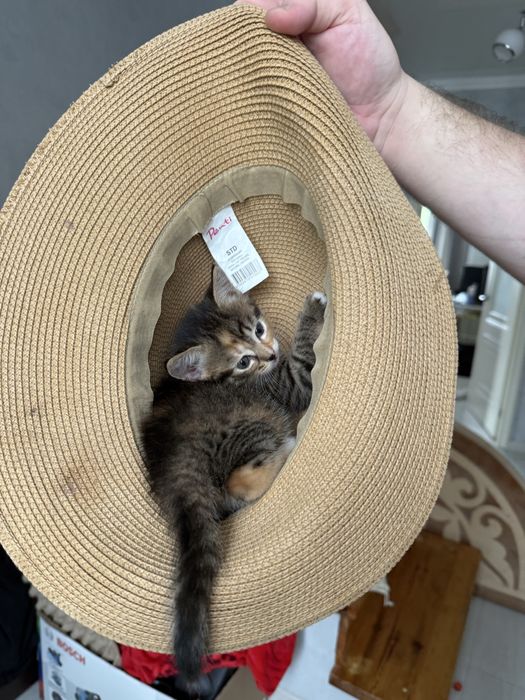Британские короткошерстные котята