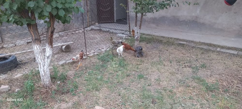 Тауық балапандар