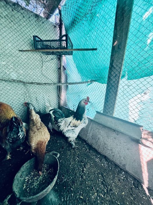 Тауық сатылады тоже коразда