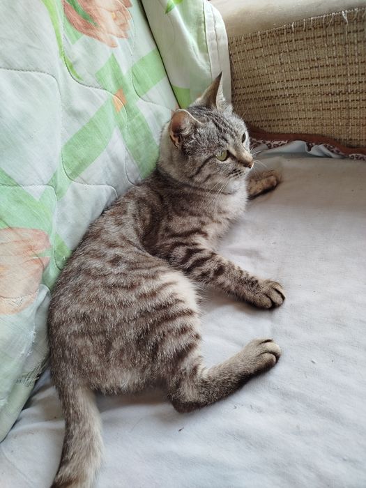 Отдам кошку в добрые руки