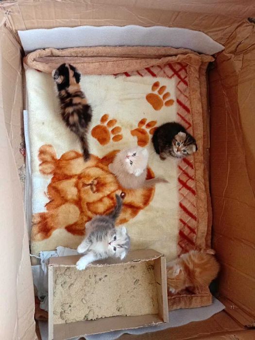 Вислоухие котята