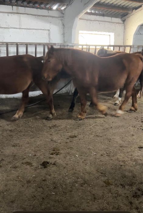 Продам кобыл жеребых