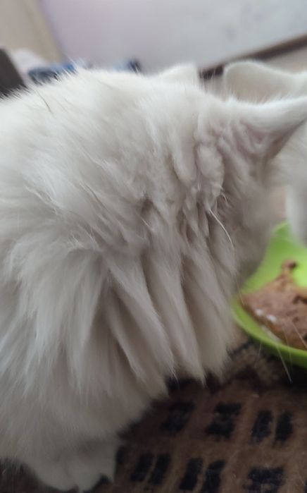 Персийска чинчила, снежно бяла, 6мес.