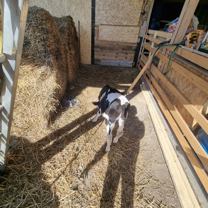 Vitica 7 săptămâni ( sau schimb cu vitel , tauras )