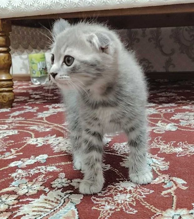 Шотландка фолд 2 ойлик