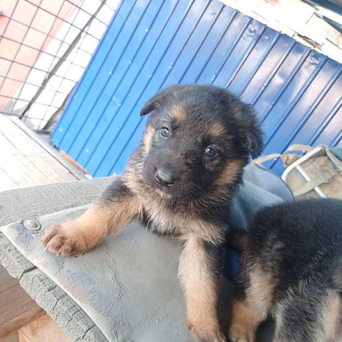 Щенки немецкой овчарки