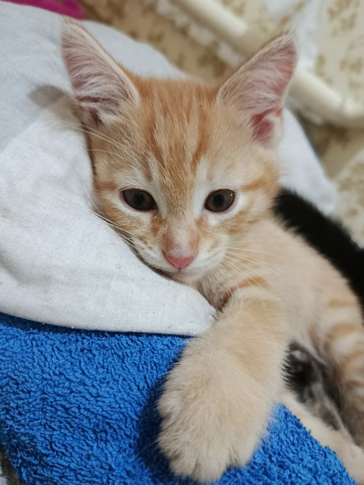 Отдам котят в хорошие руки