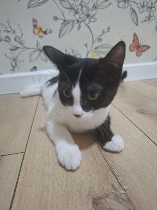 Ищет дом чудесная котёнок девочка!