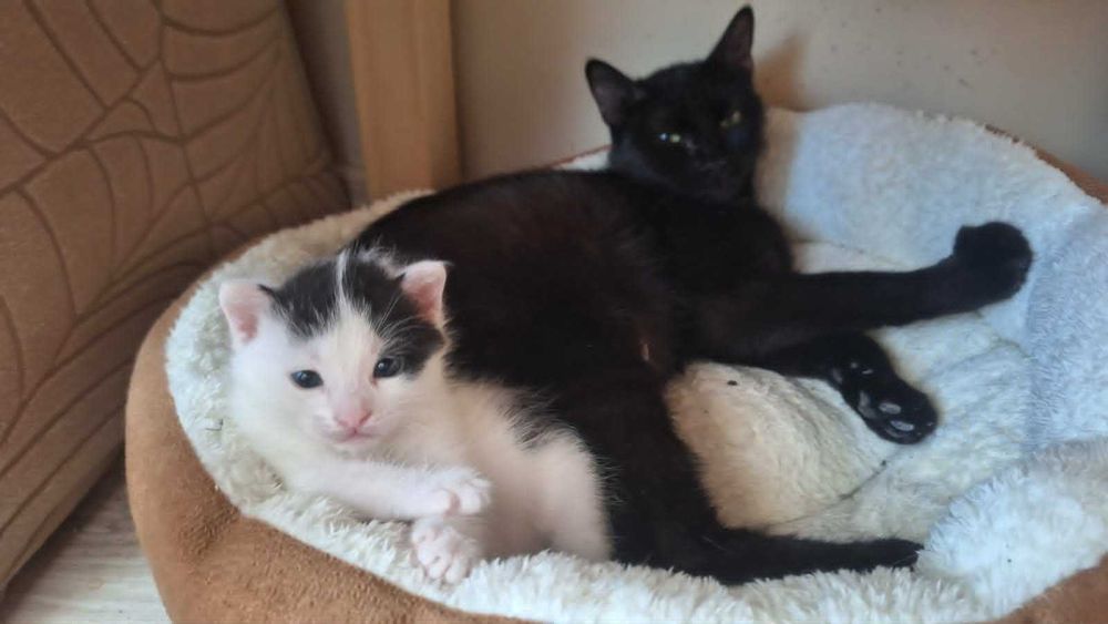 коте бебе търси дом