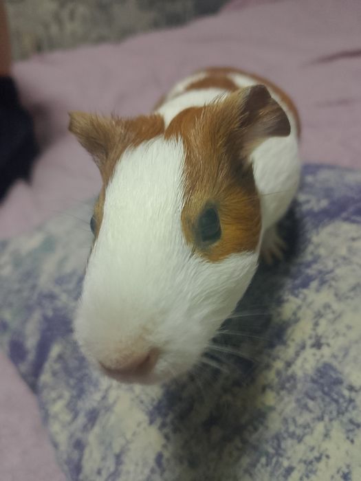 Продам 2 морских свинок