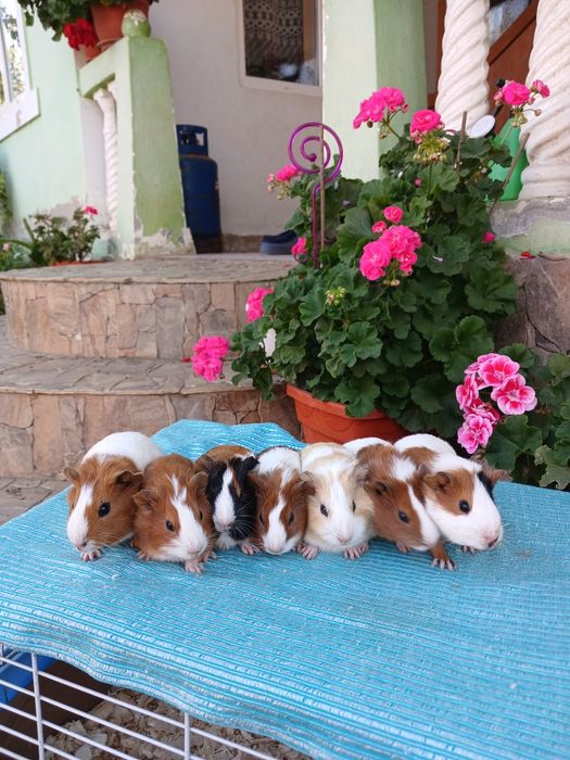 Porcușori de Guineea pui