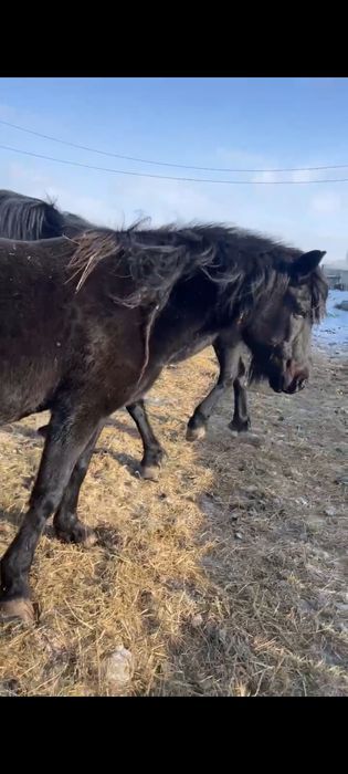 Продам кобыл жеребых.