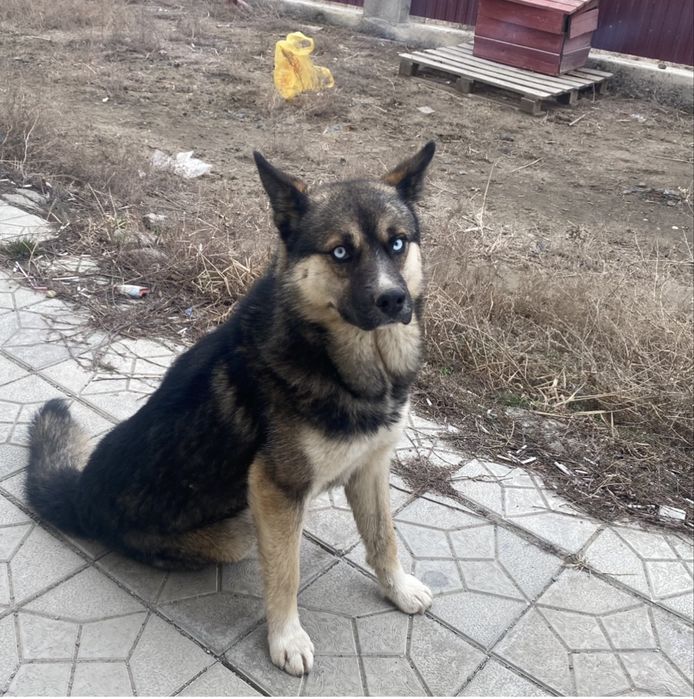 Щенки бесплатно в добрые руки
