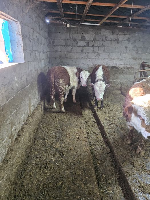 Быки  продам 4 чтук