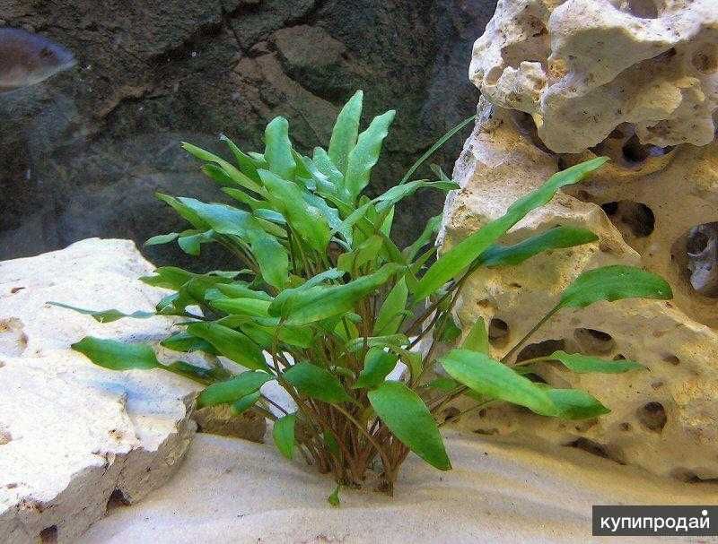 Аквариумное растение криптокорина вендра яркое и сочное растение