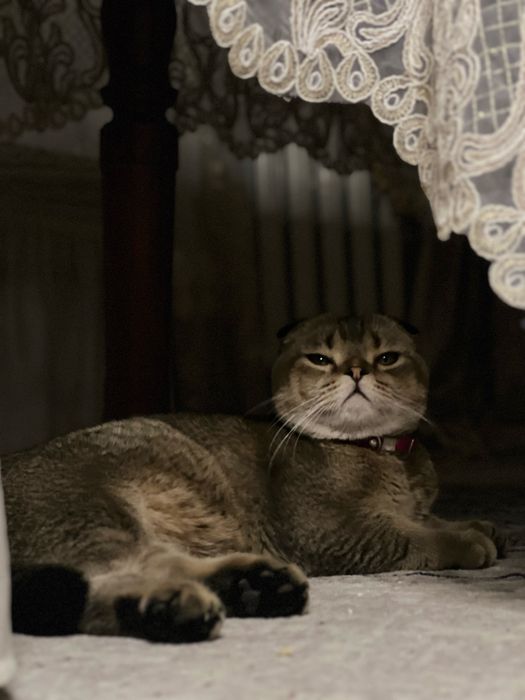 Скотиш Фолд Шотландский вислоухий