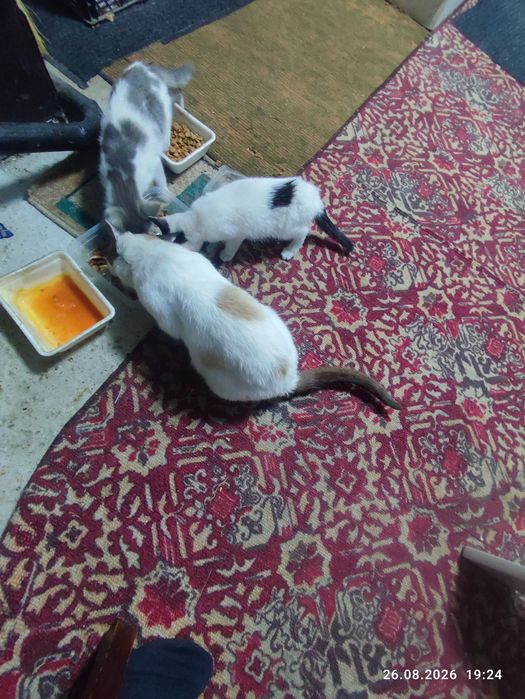Отдам котят в хорошие руки