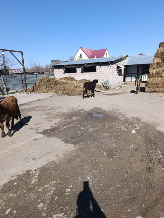 Продаются бычки .