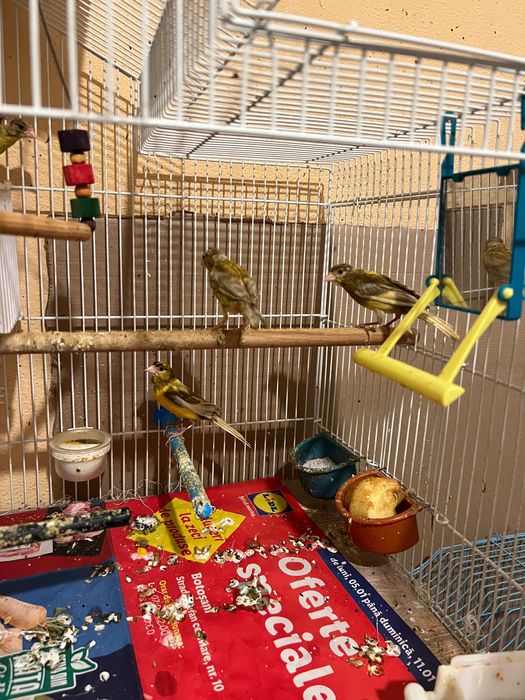 Canari cauta casa noua