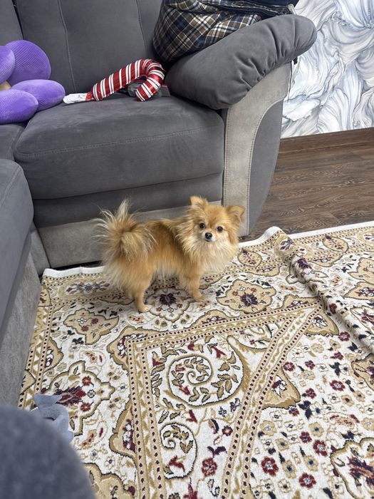 Продам шпица  девочку без документов