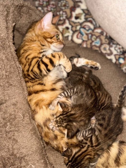 Bengal mushukchalar 5 iyun tuğilgan kuni