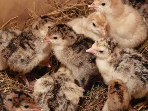 Однодневные циплята индюка под заказ из Германии