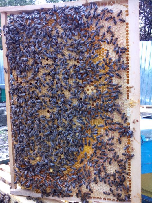 Vând miere polifloră - Caracal