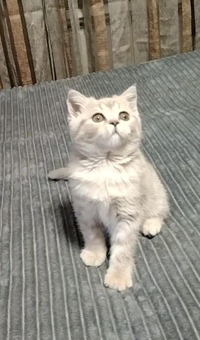 Шоу класс. Девочка. Скоттиш страйт.