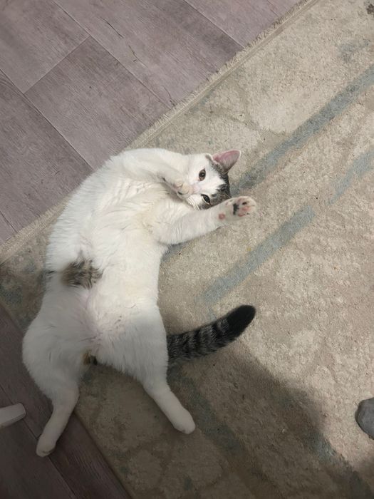 Отдам кота в добрые руки