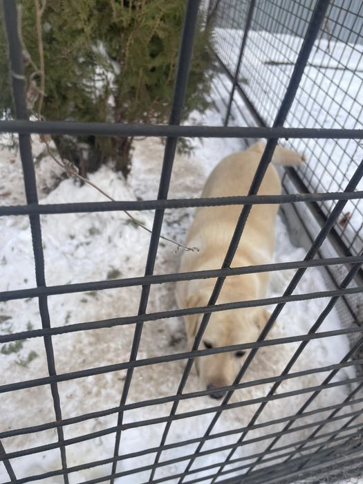 Собака порода Лабрадор