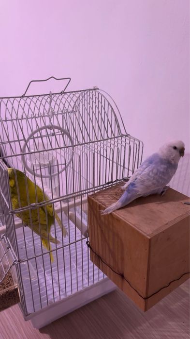 vand papagali perușii urgent