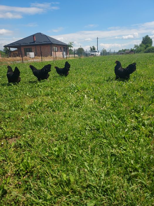 Oua pentru incubat Australorp Negru