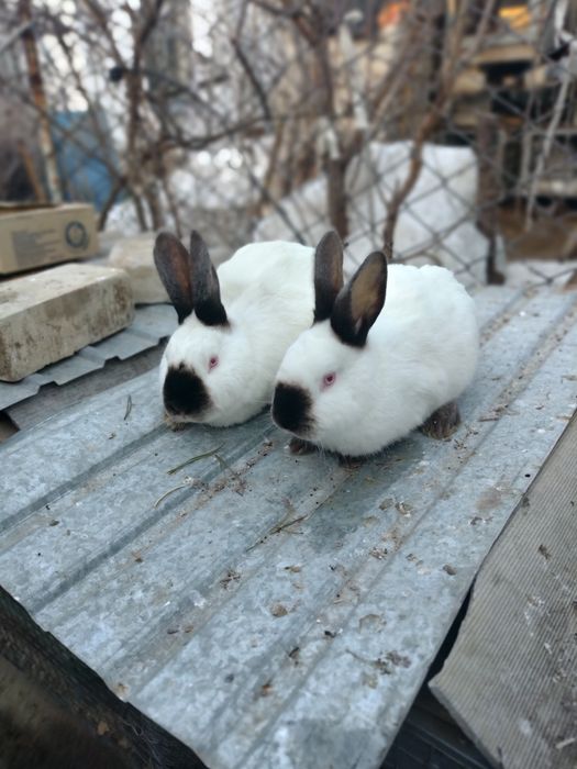 Кролики калифорния