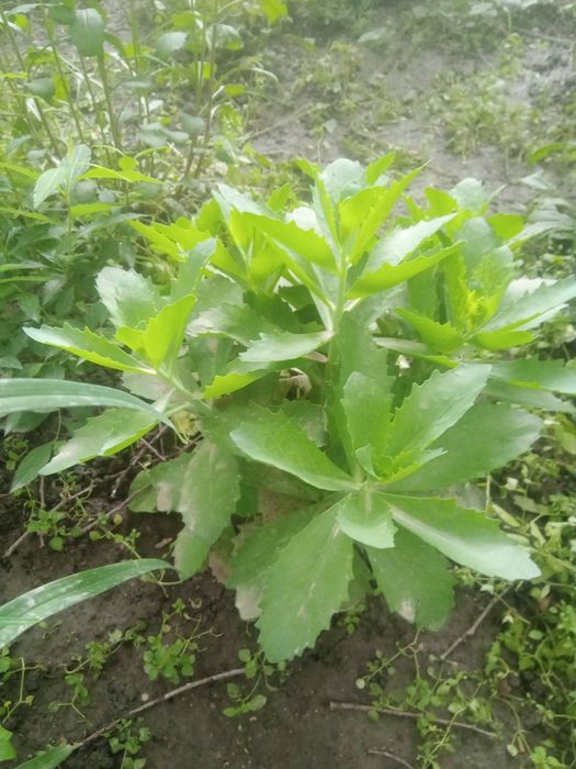 Хоста , очиток , флоксы, ирисы .