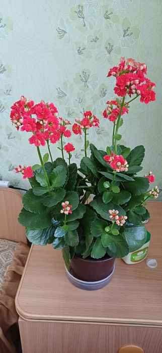 Каланхоэ цветущая.