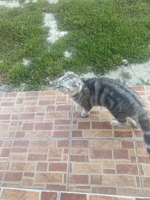 продам шотландскую кошку