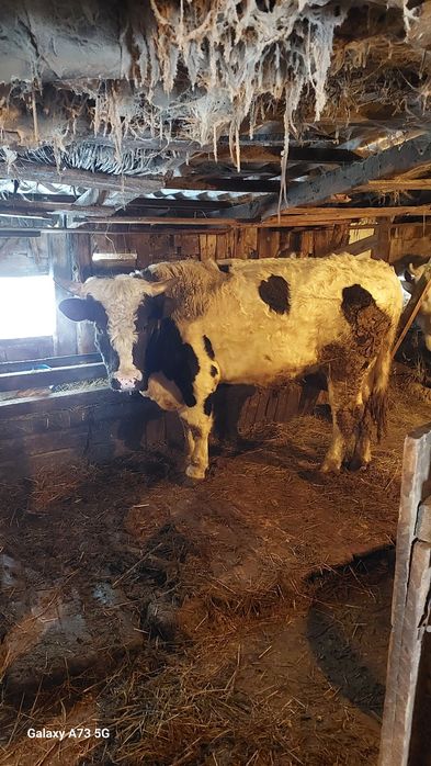 Продам быка на племя