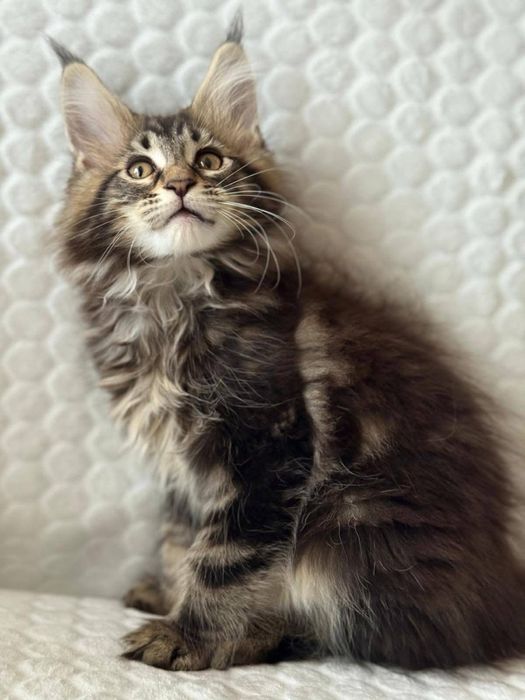 Maine coon puiut