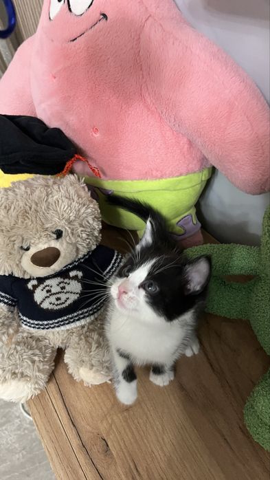 Кот отдам хорошие руки